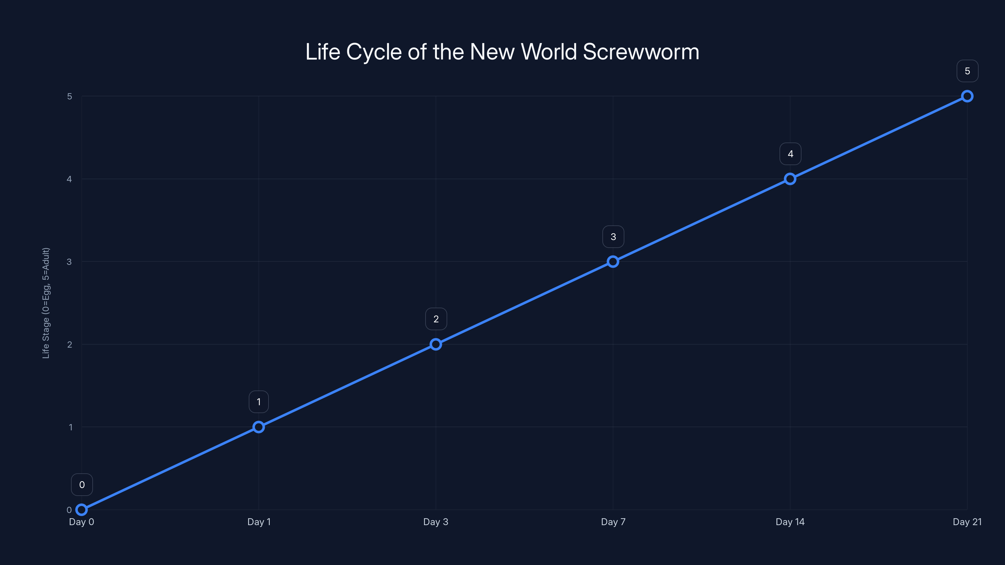Life Cycle of the New World Screwworm